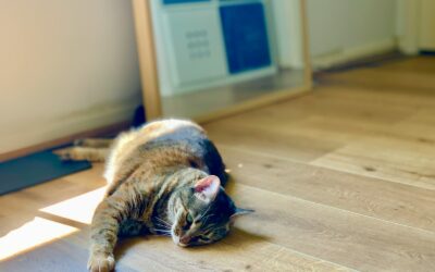 The Complete Guide to Cat Sitting Services: Everything You Need to Know