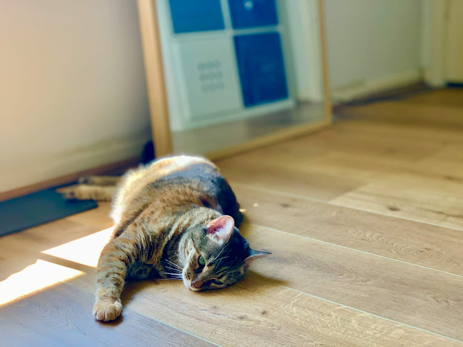 cat sitting