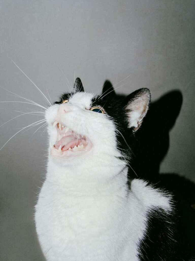 A black and white cat yawning with its mouth open