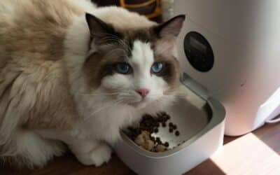 10 Reasons an Automatic Pet Feeder Is A Bad Idea
