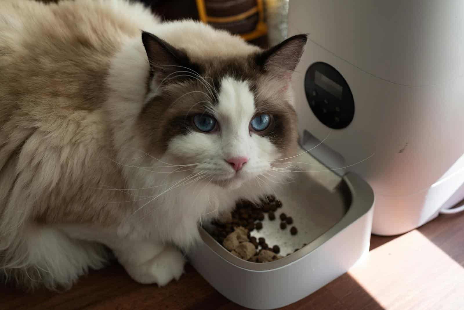 automatic pet feeder