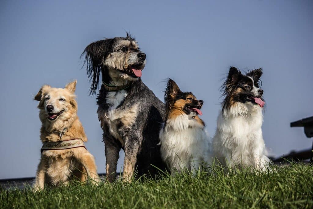 four dogs, pack, papillon, pet, hybrids, grass, heaven, nature, view, dog, domestic animal, animal, meadow, curious