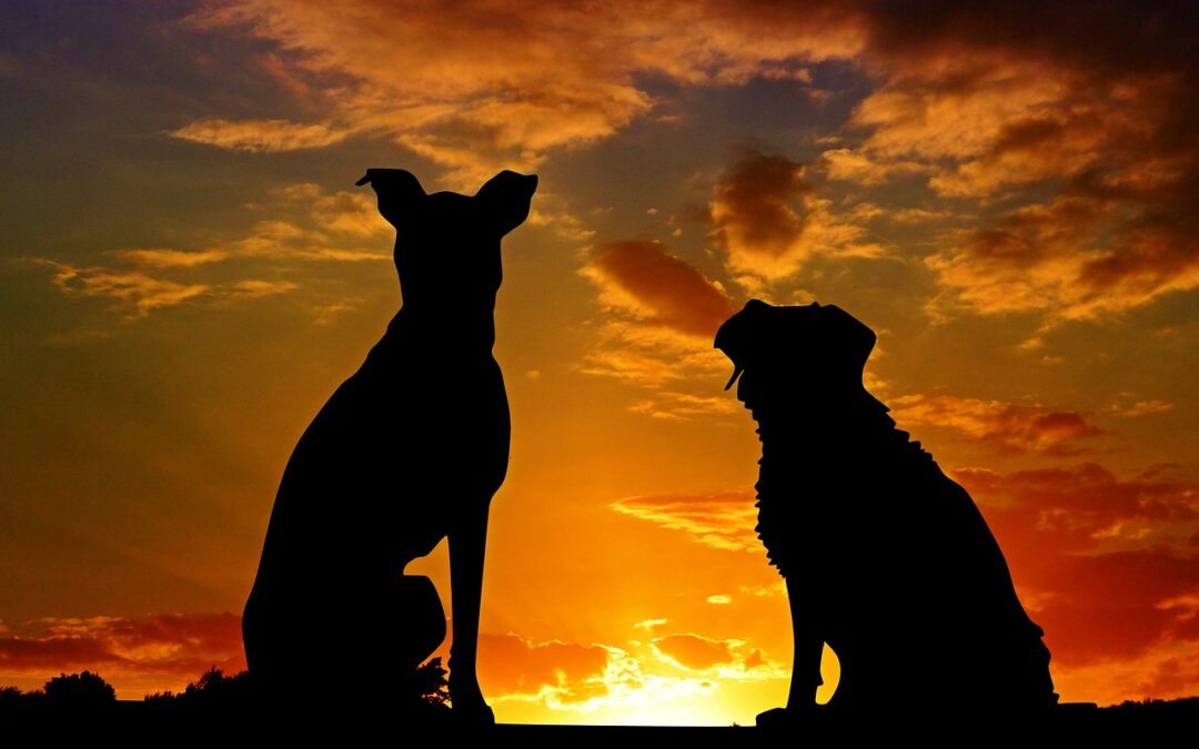 Compassionate Pet Cremation in Southern Maryland