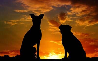 Compassionate Pet Cremation in Southern Maryland