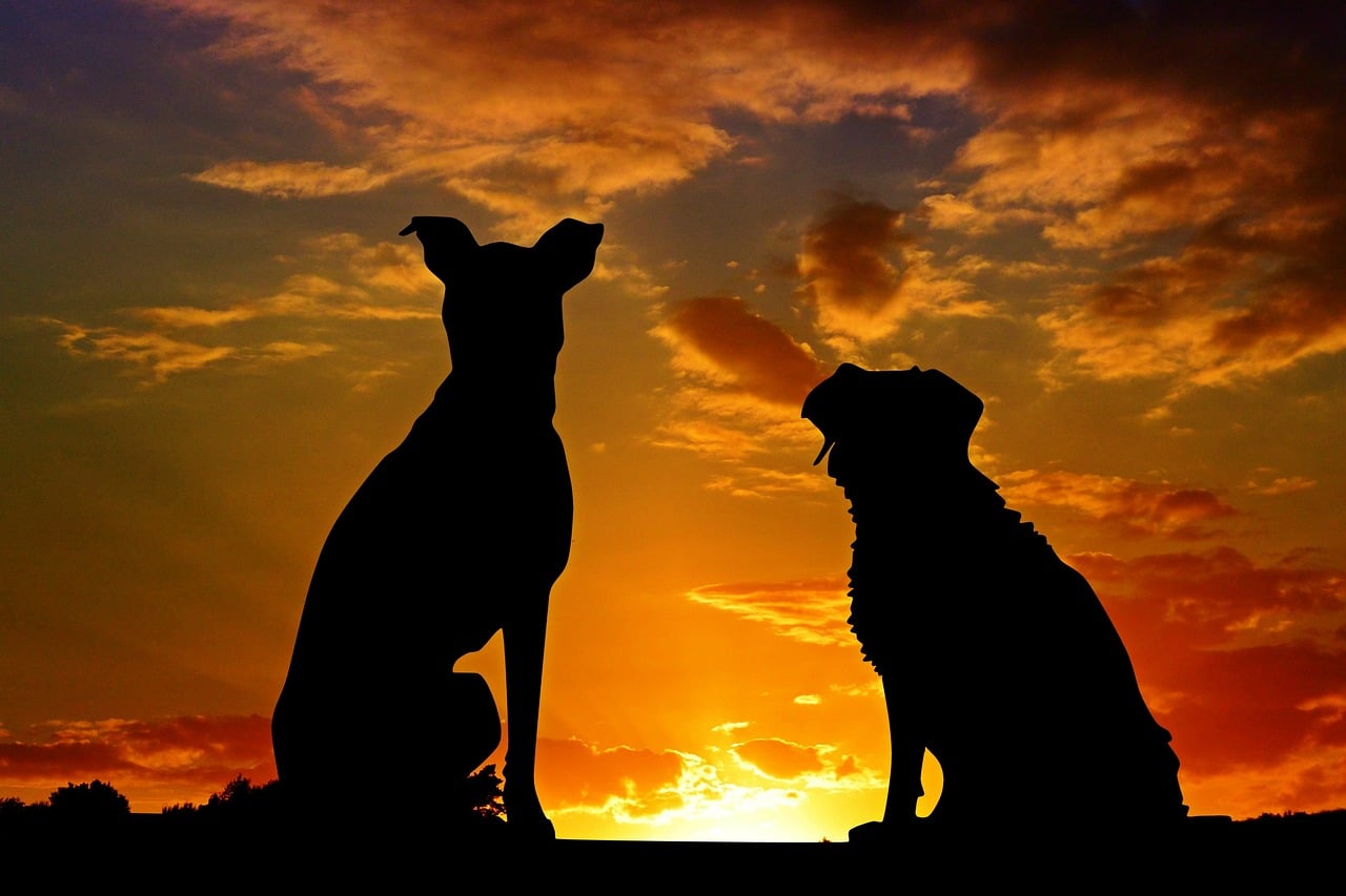 pet cremation