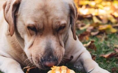 Dog Friendly Fall Activities in Southern Maryland: Waldorf, Brandywine & Oxon Hill
