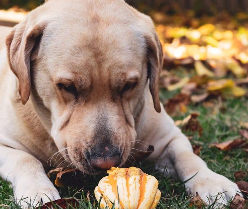 Dog Friendly Fall Activities in Southern Maryland: Waldorf, Brandywine & Oxon Hill