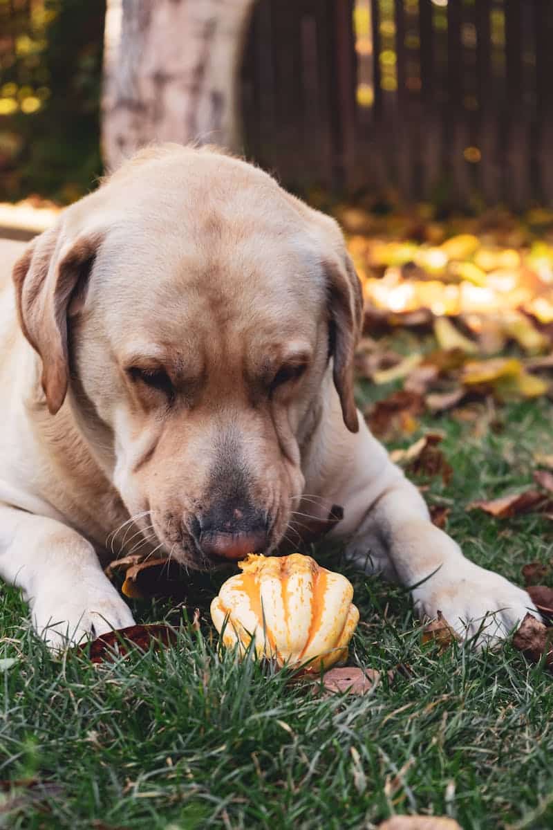 dog friendly fall activities