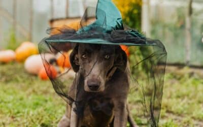 Pet Costumes to Avoid This Halloween and Safe Alternatives in Alexandria and Waldorf
