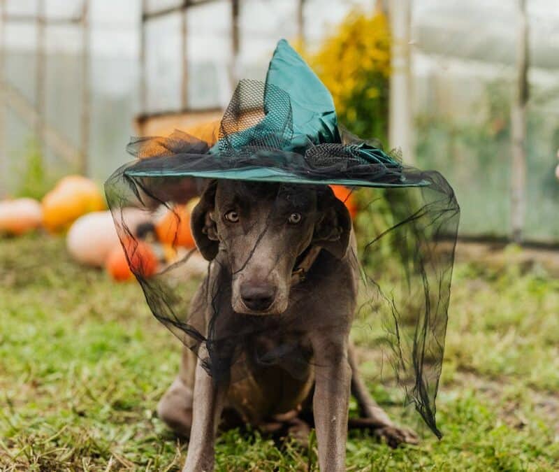 Pet Costumes to Avoid This Halloween and Safe Alternatives in Alexandria and Waldorf