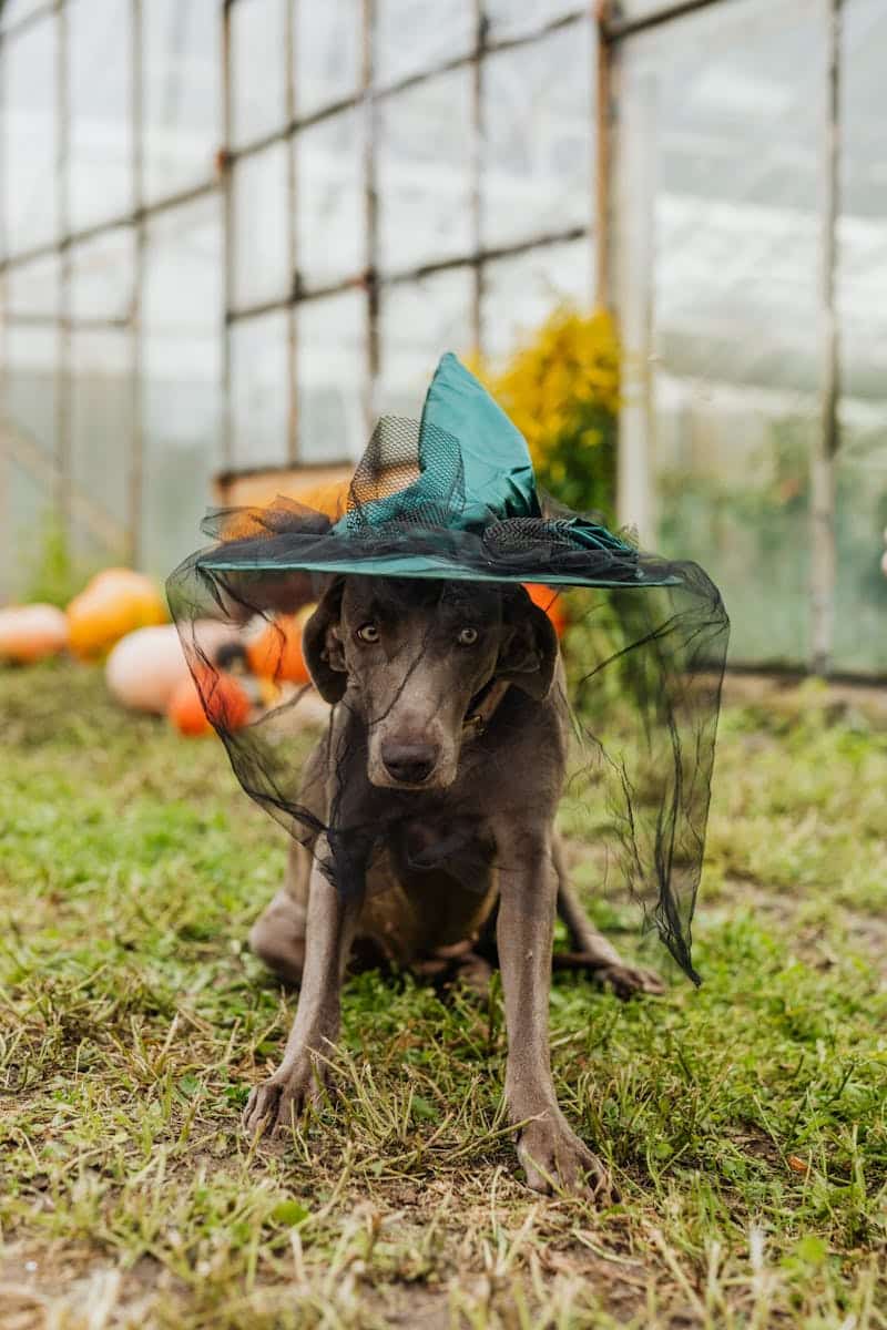 pet costumes