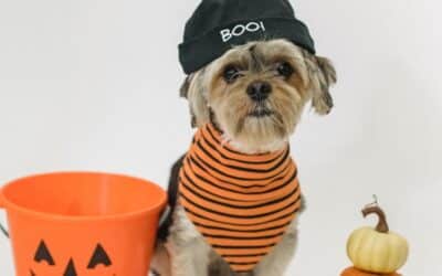 Halloween Candy and Pets: Keeping Dogs and Cats Safe in Arlington and Alexandria This Spooky Season