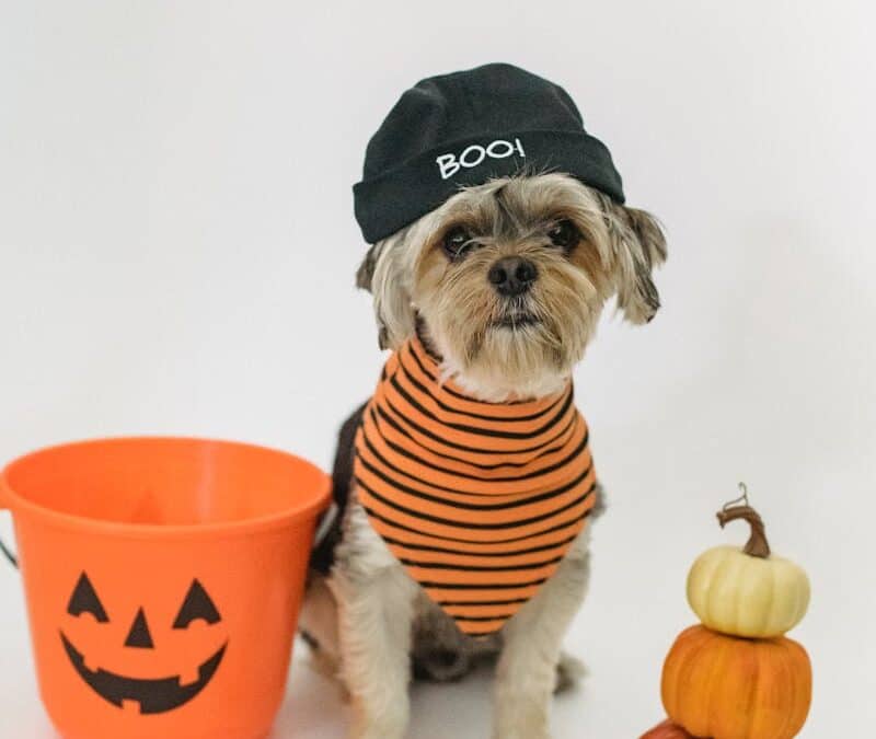 Halloween Candy and Pets: Keeping Dogs and Cats Safe in Arlington and Alexandria This Spooky Season