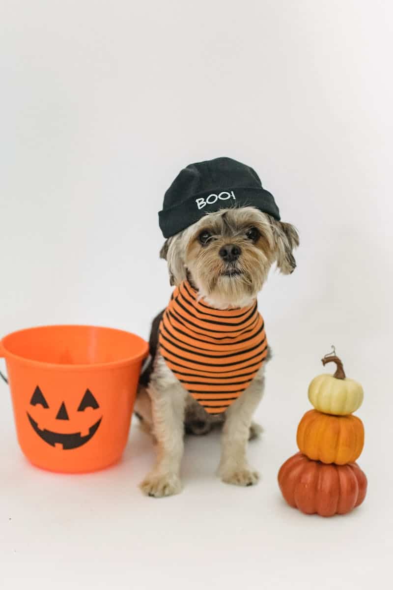halloween candy