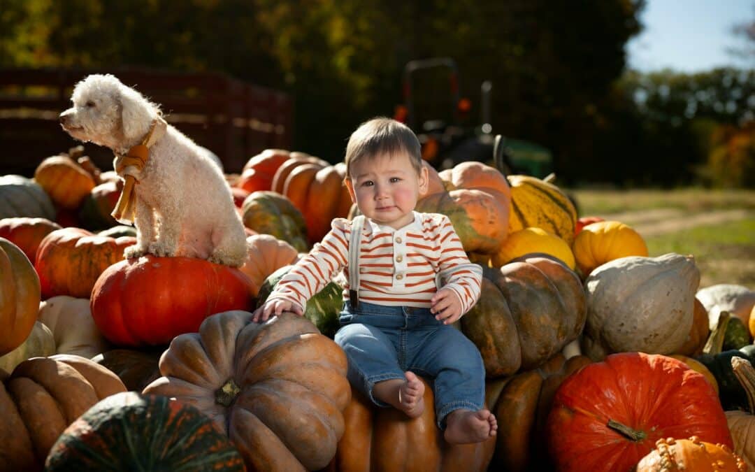 Dog Friendly Fall Activities in Northern Virginia: Alexandria, Arlington & Springfield