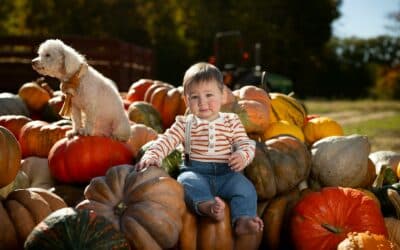 Dog Friendly Fall Activities in Northern Virginia: Alexandria, Arlington & Springfield