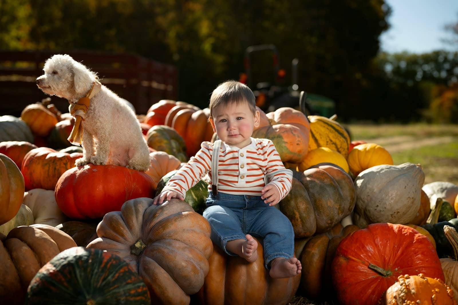 dog friendly fall activities