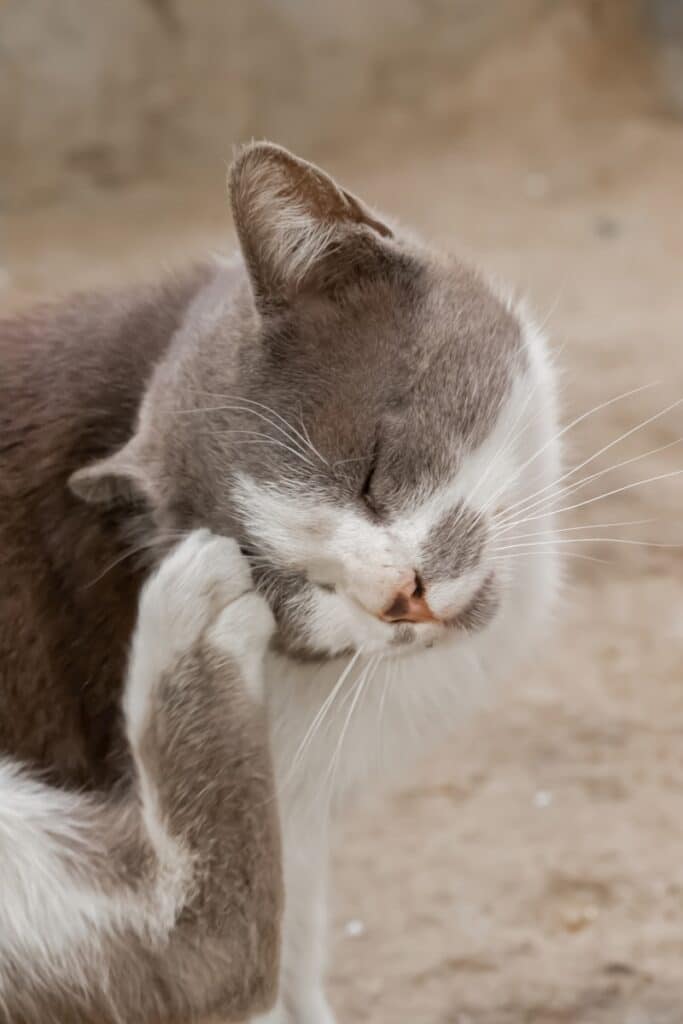 a cat licking another cat
