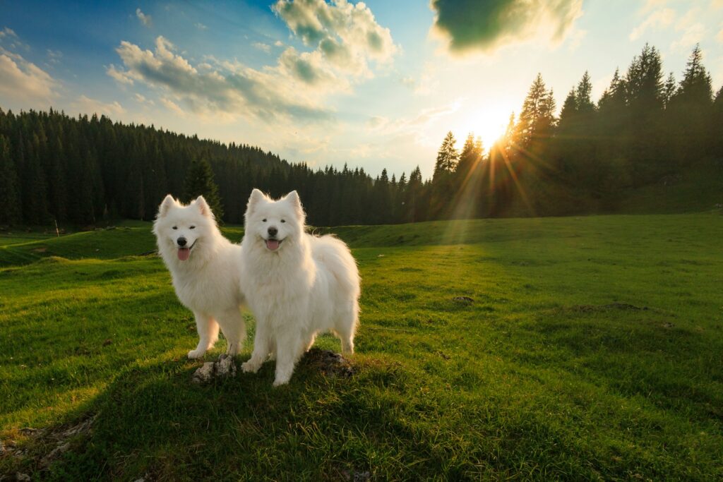 Two fluffy white dogs stand in a green field.