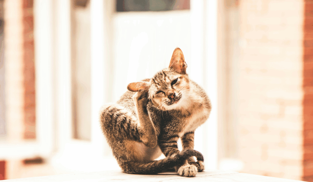 Can Cats Have Allergies? What Pet Owners in Annandale and Accokeek Should Know This Fall