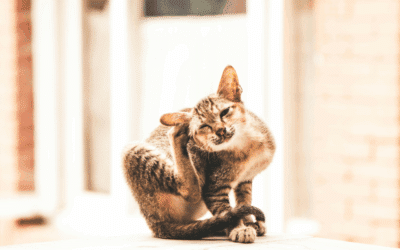 Can Cats Have Allergies? What Pet Owners in Annandale and Accokeek Should Know This Fall