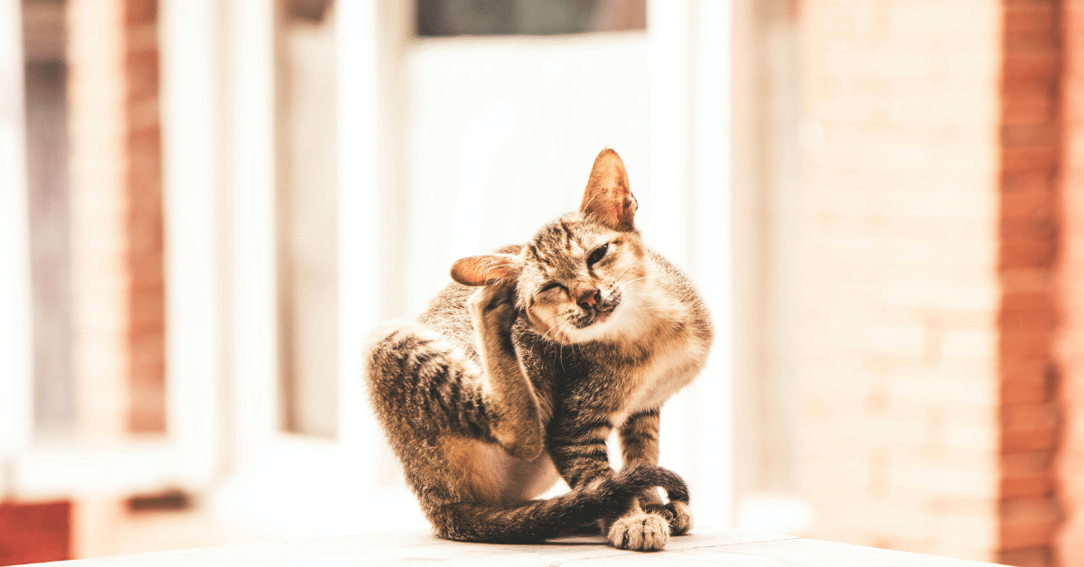 can cats have allergies