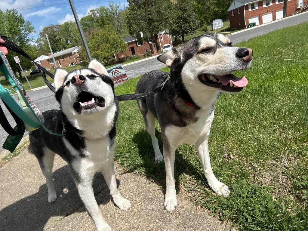 Pet of the Month 1 Atlas & Delilah