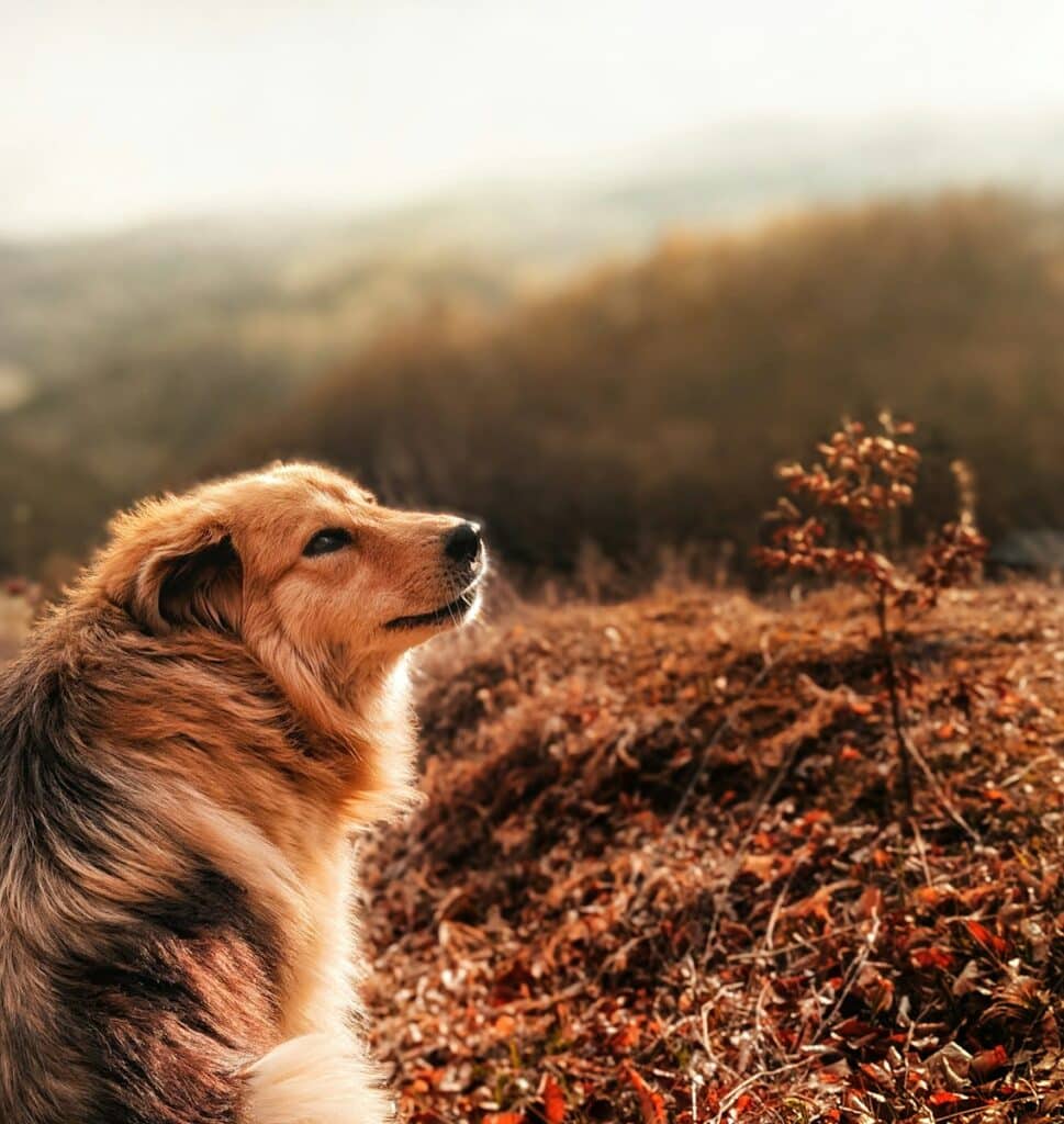 Best Dog Friendly Trails Near Lorton, Mount Vernon, and Fort Hunt 1 A dog stares upward, enjoying nature's beauty.