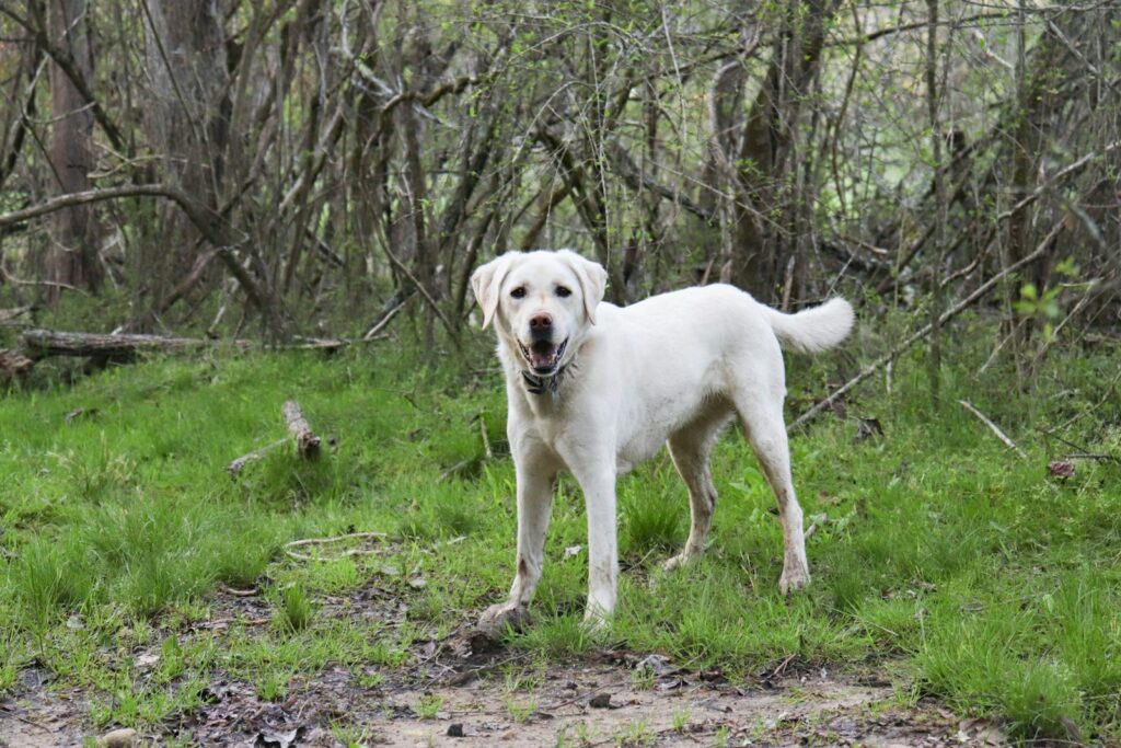 a white dog standing in a grassy area with trees in the background