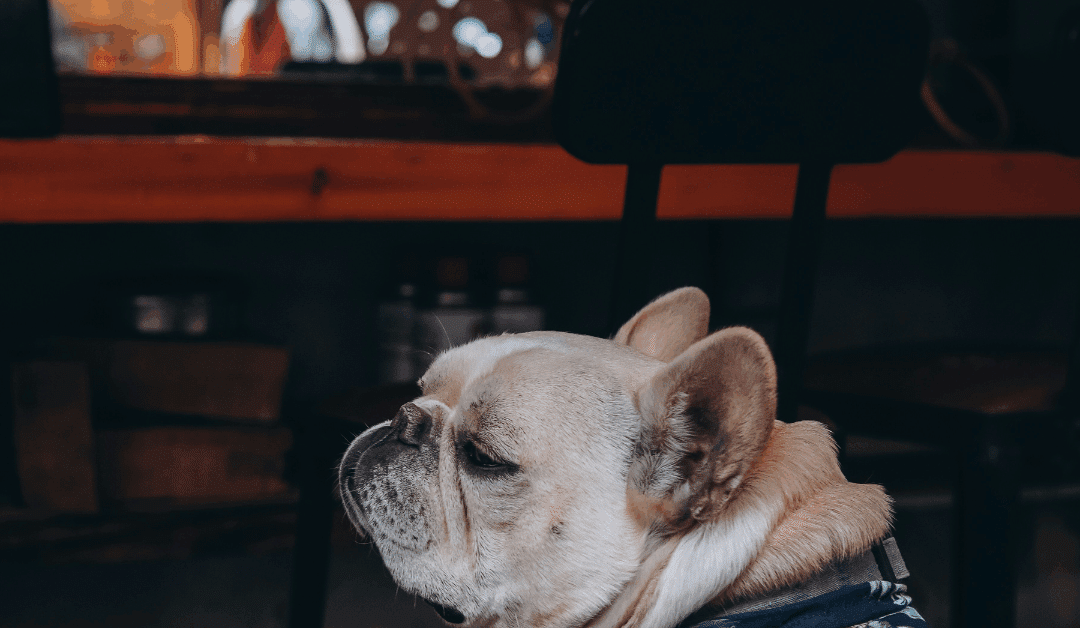 Dog Friendly Bars to Visit in Southern Maryland: Waldorf, Clinton & Fort Washington