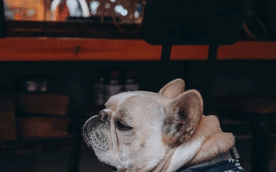 Dog Friendly Bars to Visit in Southern Maryland: Waldorf, Clinton & Fort Washington