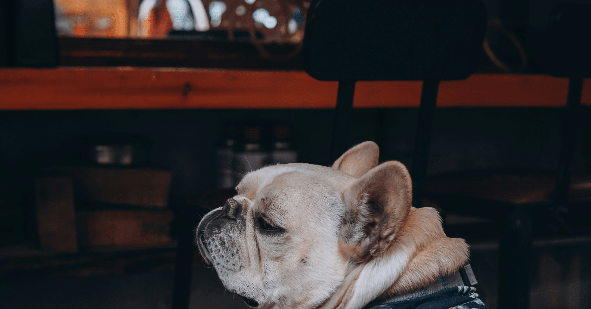 dog bars dog friendly bars