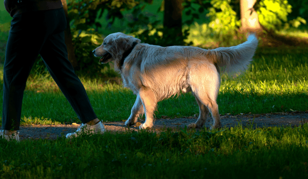 Top Dog Friendly Parks in Northern Virginia: Alexandria, Arlington & Annandale Favorites