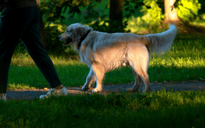 Top Dog Friendly Parks in Northern Virginia: Alexandria, Arlington & Annandale Favorites