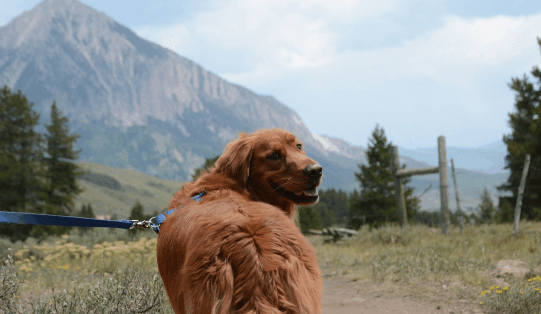 Best Dog Friendly Trails Near Lorton, Mount Vernon, and Fort Hunt