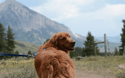 Best Dog Friendly Trails Near Lorton, Mount Vernon, and Fort Hunt