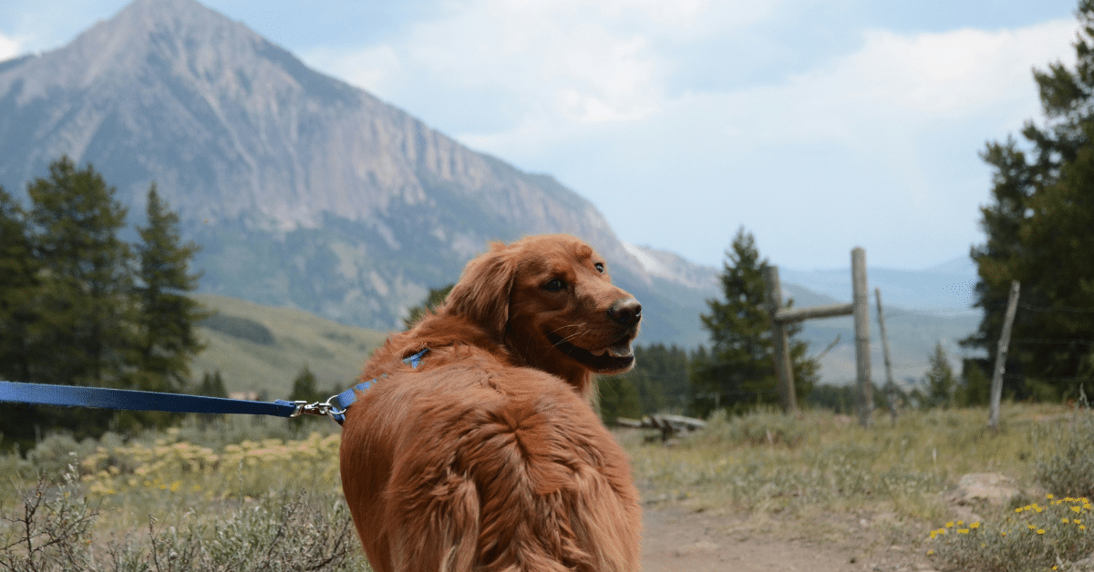 dog friendly trails dog friendly trails