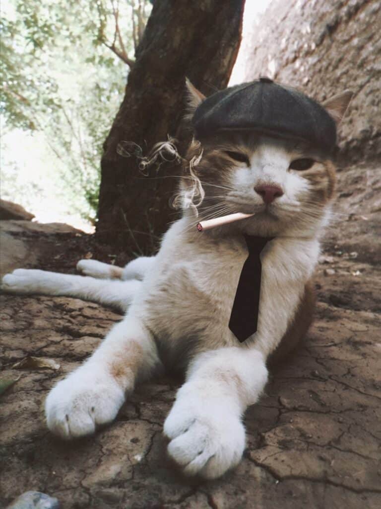 a cat wearing a suit and tie
