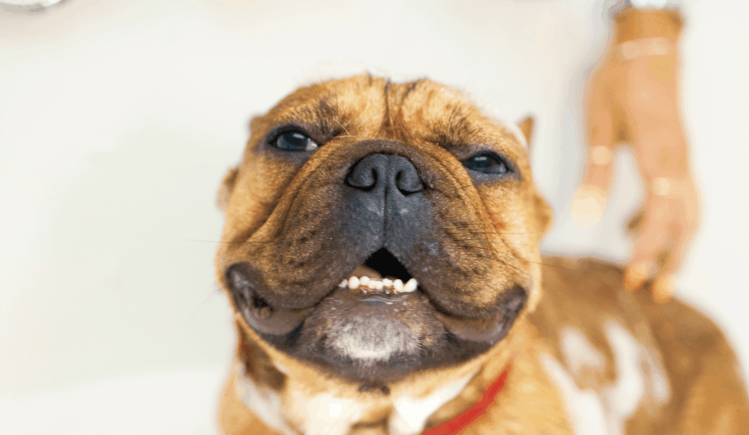 Pet Grooming Tips for Fall in Arlington, Franconia and Southern MD