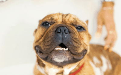 Pet Grooming Tips for Fall in Arlington, Franconia and Southern MD