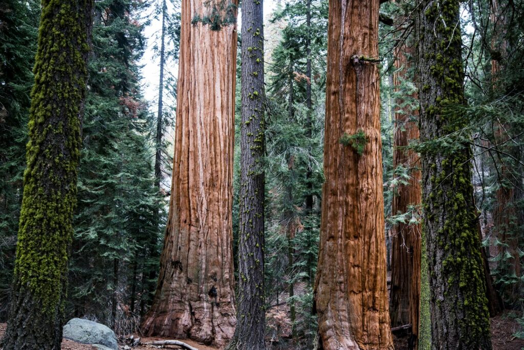 tree trunks during daytime