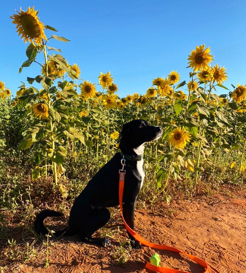 Pet of the Month 1 Diego