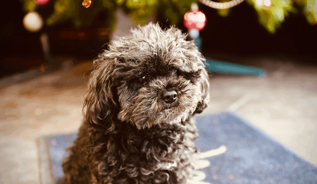 Christmas Scents Pets Love & Ones to Avoid