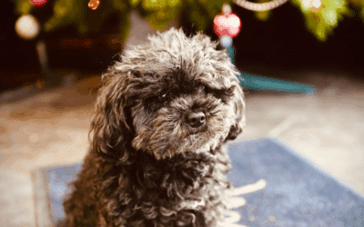 Christmas Scents Pets Love & Ones to Avoid