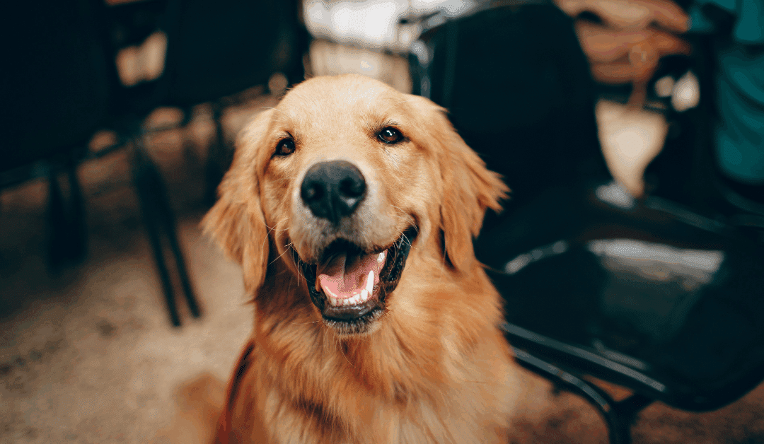 Winter Dog Enrichment Activities in Arlington & Annandale: Keep Your Pup Happy Indoors