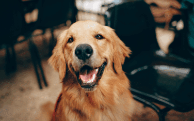 Winter Dog Enrichment Activities in Arlington & Annandale: Keep Your Pup Happy Indoors