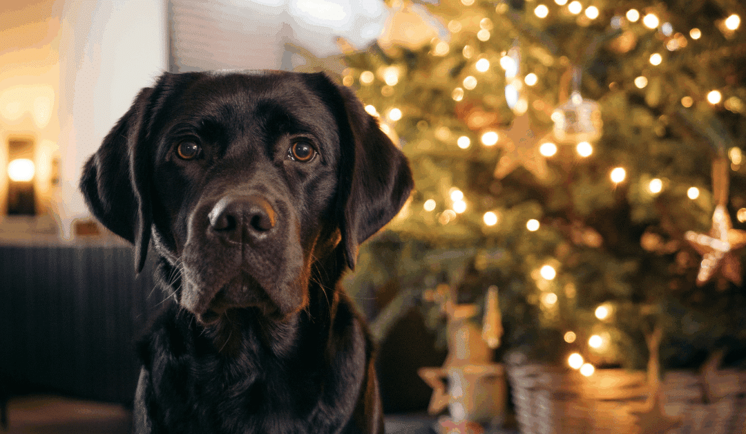 Dog Friendly Holiday Events in Northern Virginia & Southern Maryland: Bring Your Pup Along for the Festivities