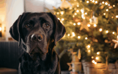 Dog Friendly Holiday Events in Northern Virginia & Southern Maryland: Bring Your Pup Along for the Festivities