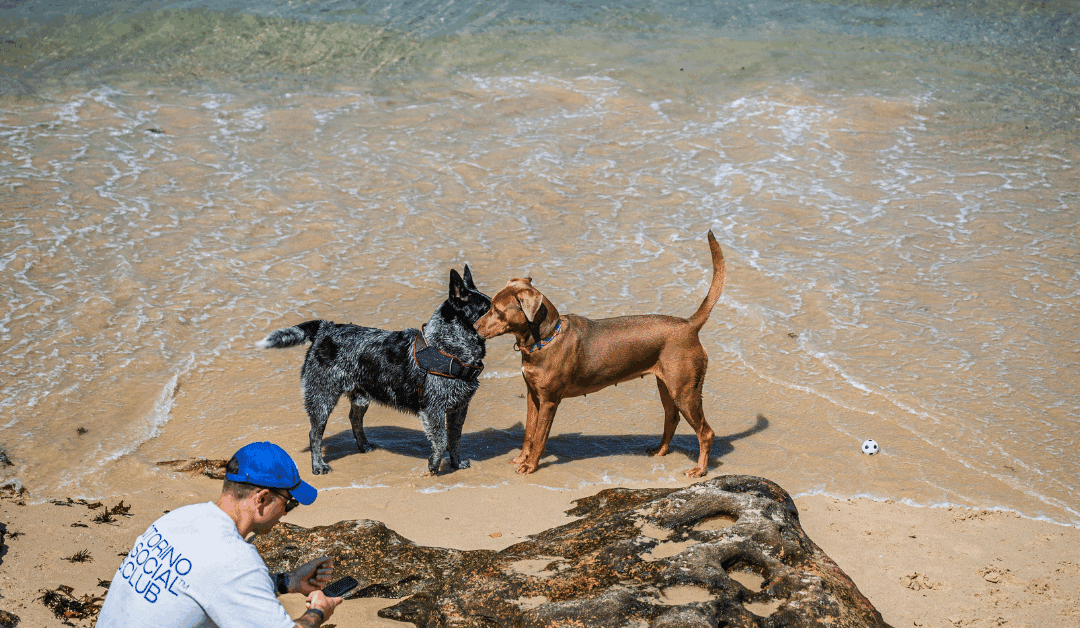 Dog Friendly Vacations To Take This Winter Near Alexandria & Arlington: The Perfect Paws-On Vacation