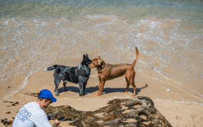 Dog Friendly Vacations To Take This Winter Near Alexandria & Arlington: The Perfect Paws-On Vacation